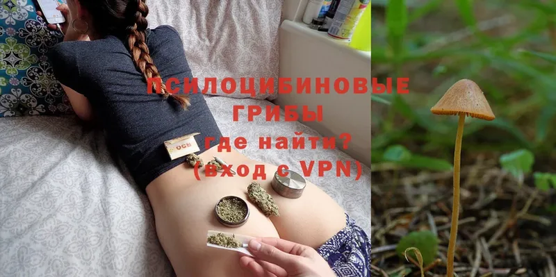 Галлюциногенные грибы Psilocybine cubensis  купить наркотик  Богородск 